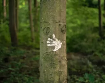Foto de una huella blanca en un árbol en el bosque