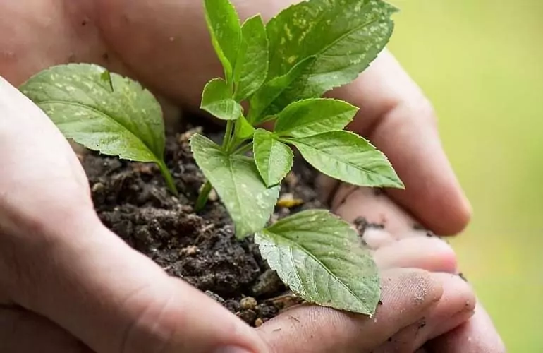 Foto de manos cruzadas transplantando una planta simbolo de Naturaleza